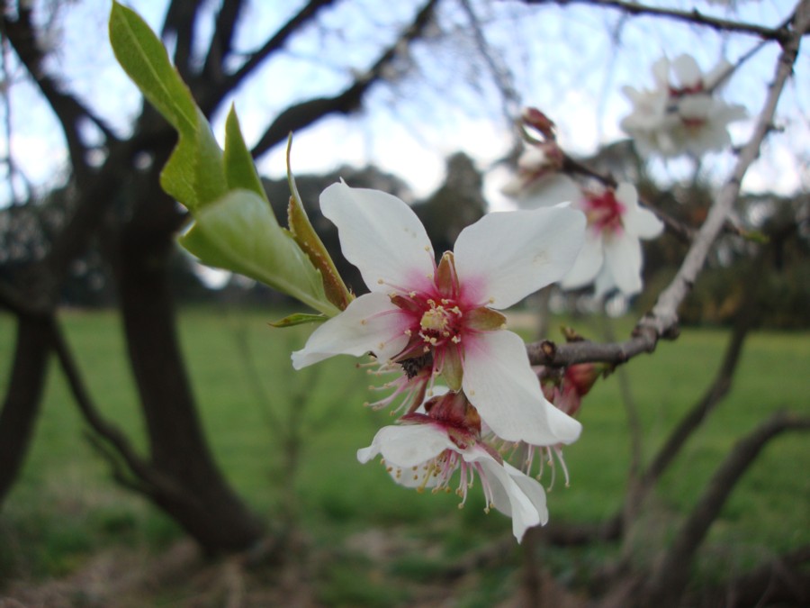 Prunus dulcis