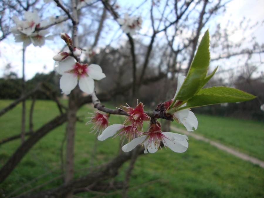 Prunus dulcis