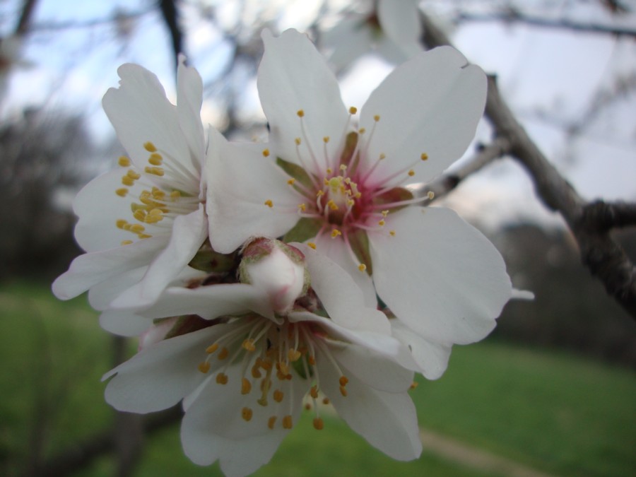 Prunus dulcis