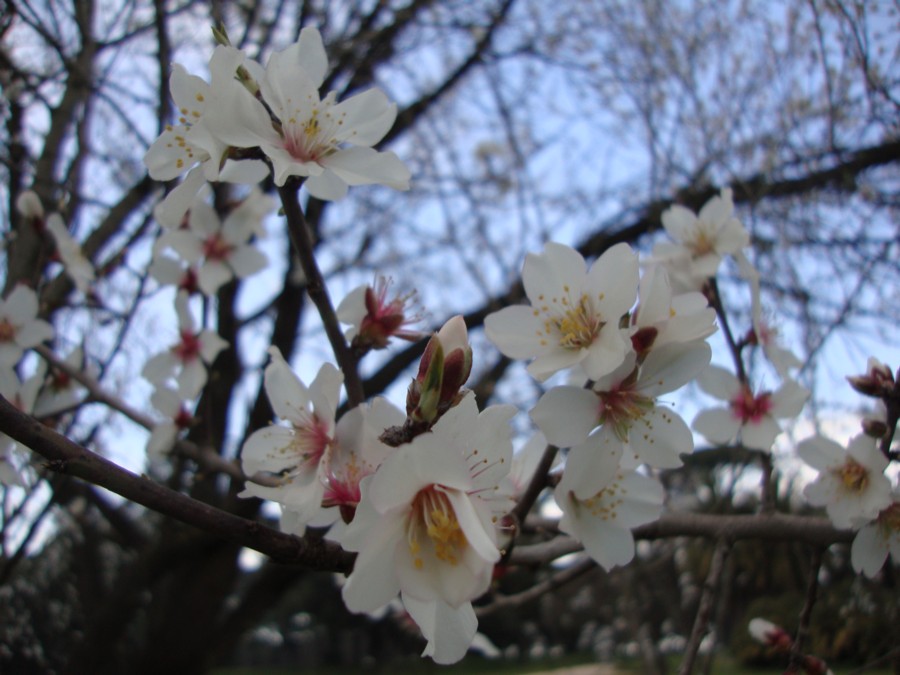 Prunus dulcis