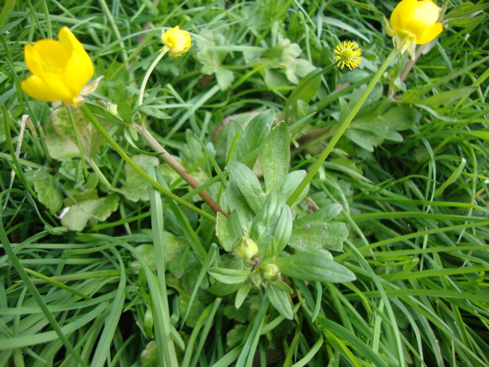 Ranunculus bulbosus