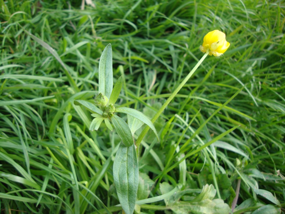 Ranunculus bulbosus