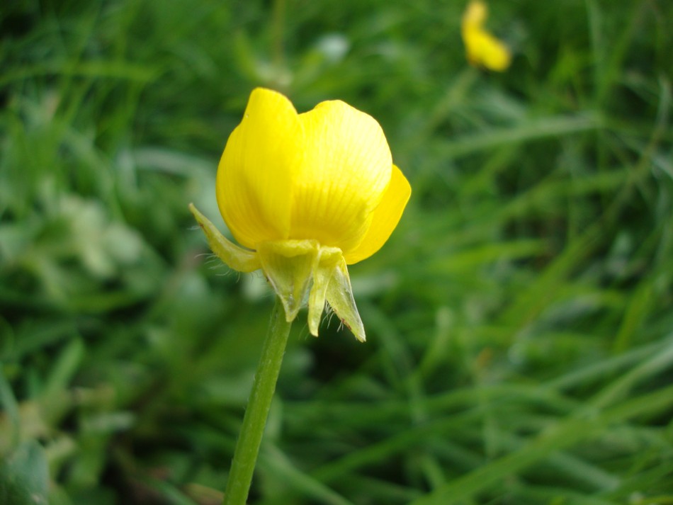 Ranunculus bulbosus