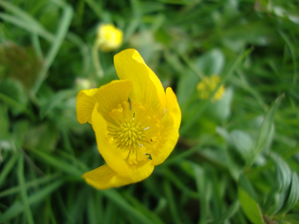 Ranunculus bulbosus