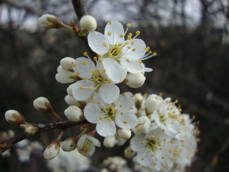 Prunus spinosa