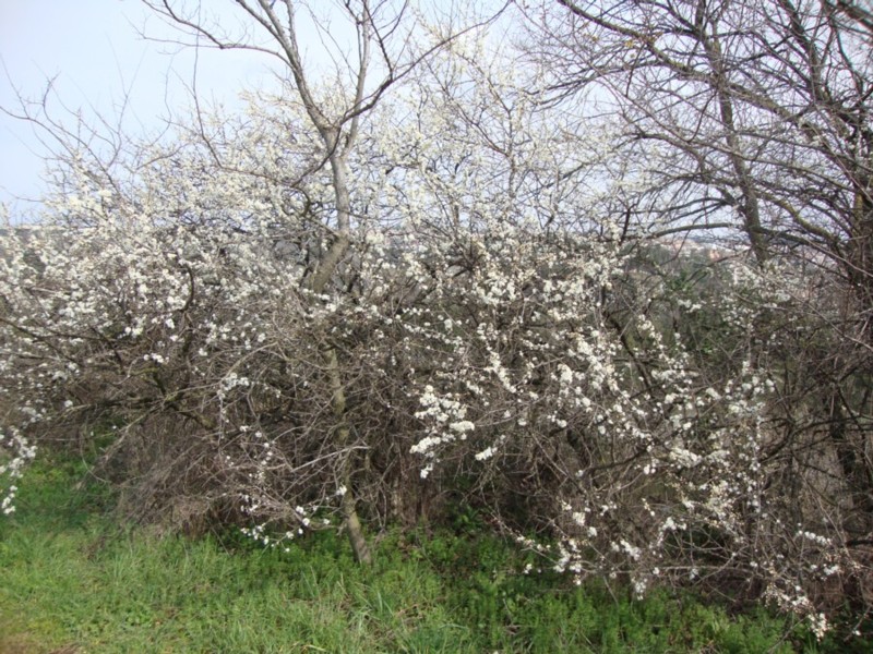 Prunus spinosa