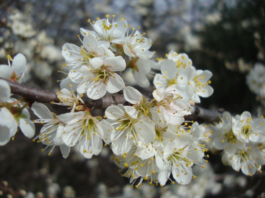 Prunus spinosa