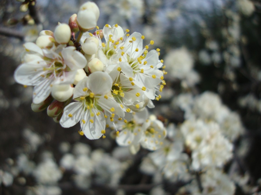 Prunus spinosa