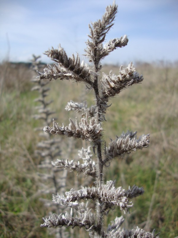 Echium italicum