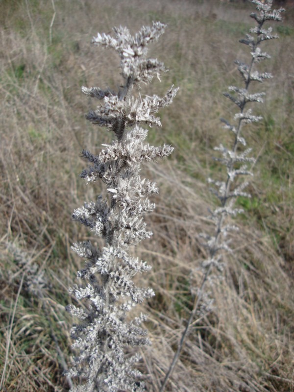 Echium italicum