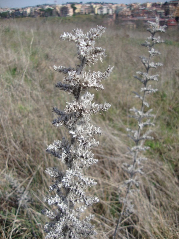 Echium italicum