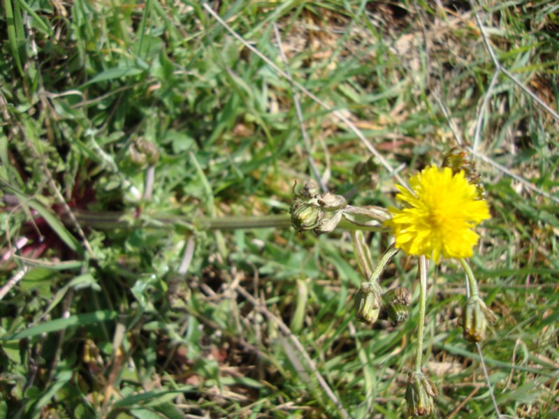 Crepis vesicaria