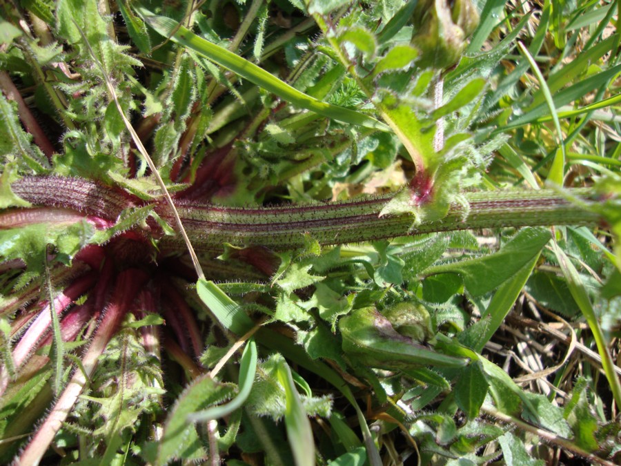 Crepis vesicaria