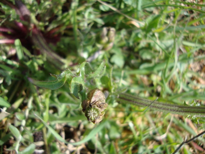 Crepis vesicaria