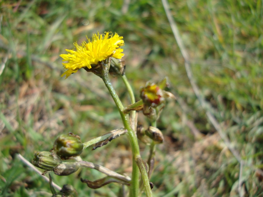 Crepis vesicaria