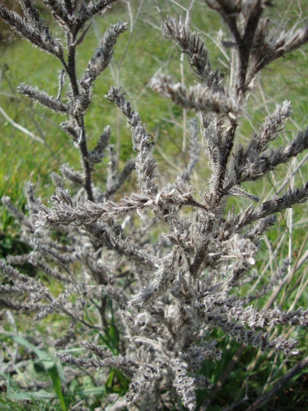 Echium italicum