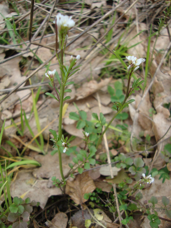 Cardamine hirsuta