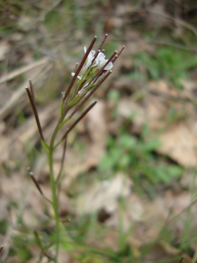 Cardamine hirsuta