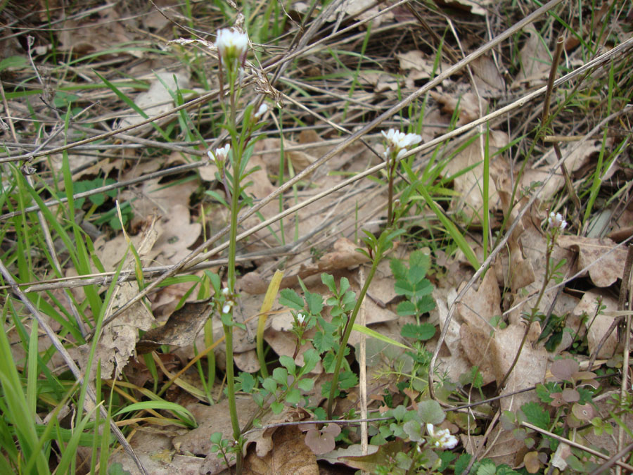 Cardamine hirsuta