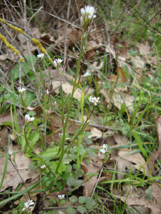 Cardamine hirsuta