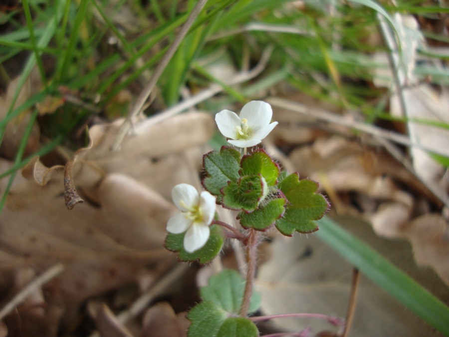 Veronica cymbalaria / Veronica a foglie di Cimbalaria