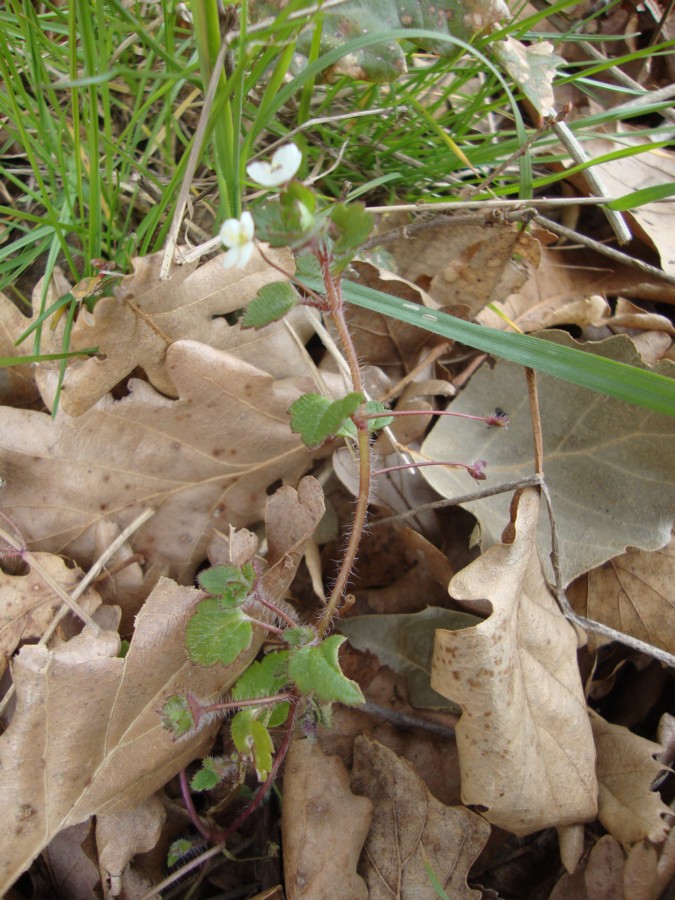 Veronica cymbalaria / Veronica a foglie di Cimbalaria