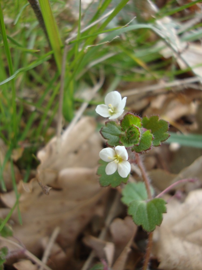 Veronica cymbalaria / Veronica a foglie di Cimbalaria