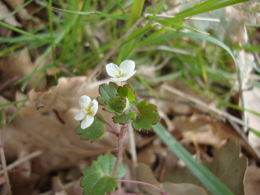 Veronica cymbalaria / Veronica a foglie di Cimbalaria