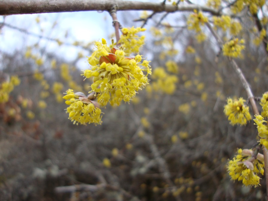 Cornus mas