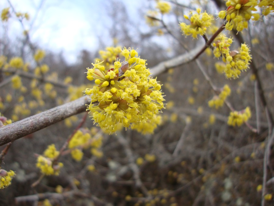 Cornus mas