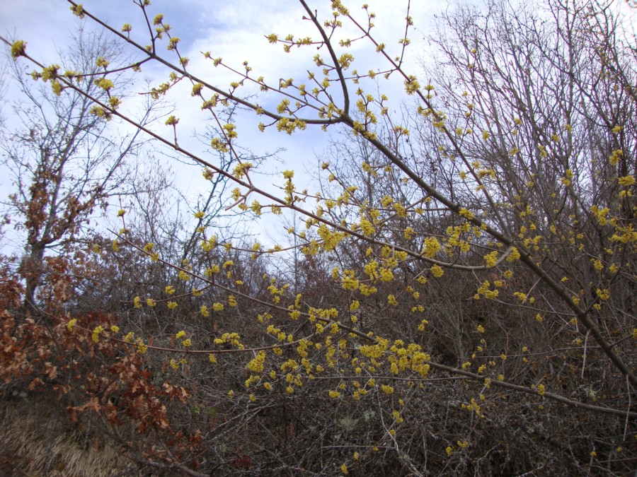 Cornus mas