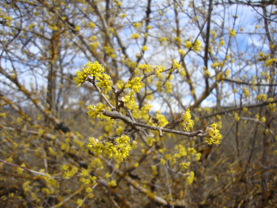 Cornus mas