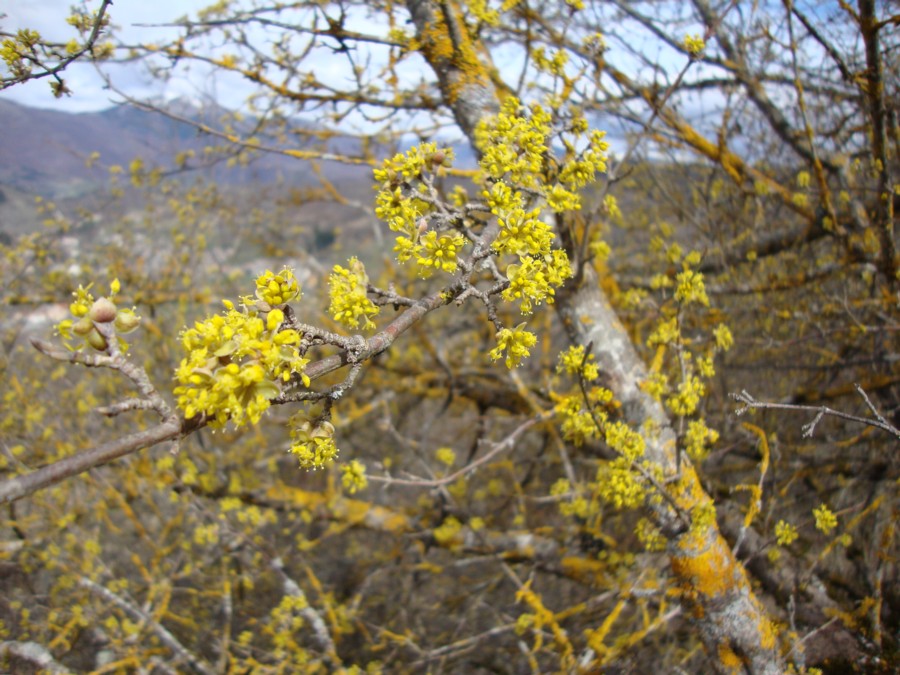 Cornus mas