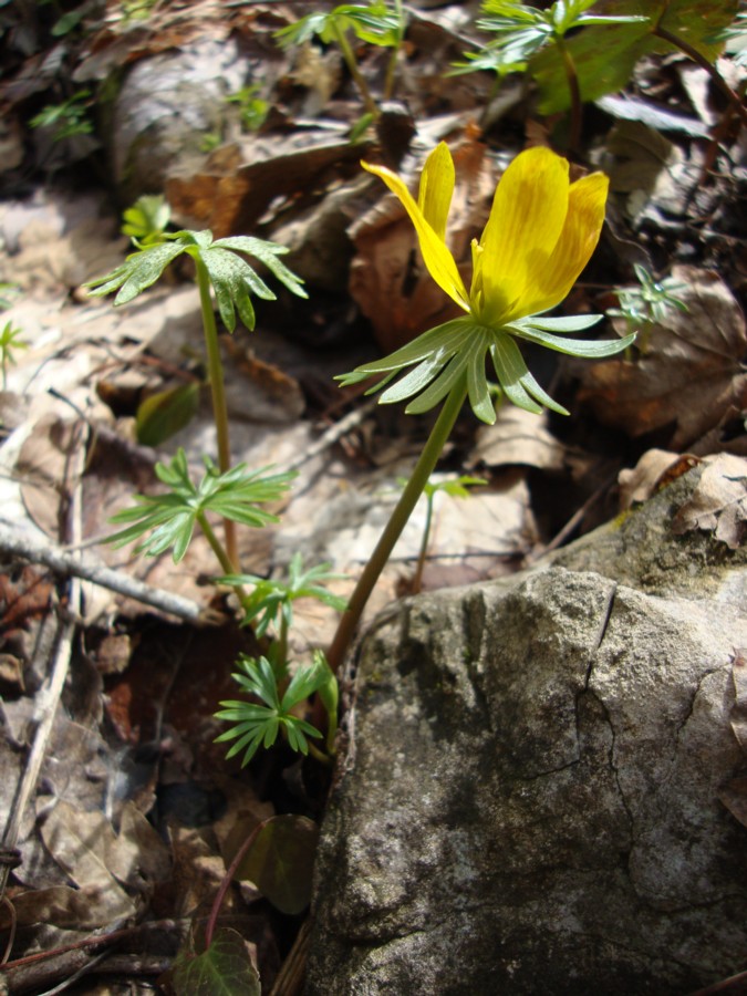 Eranthis hyemalis