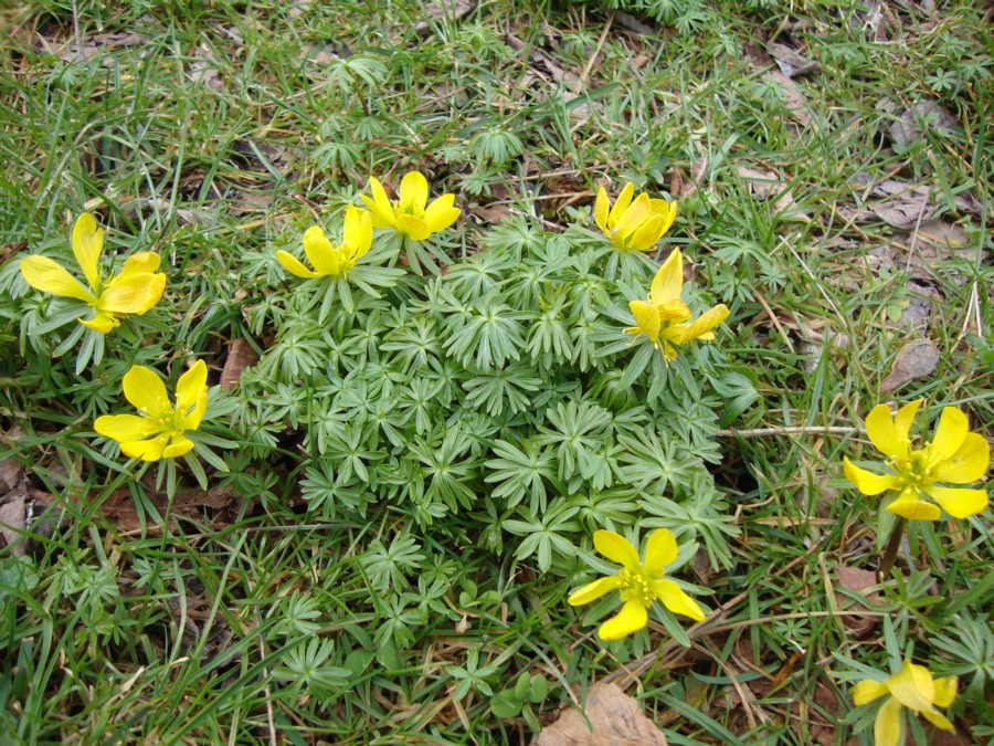 Eranthis hyemalis