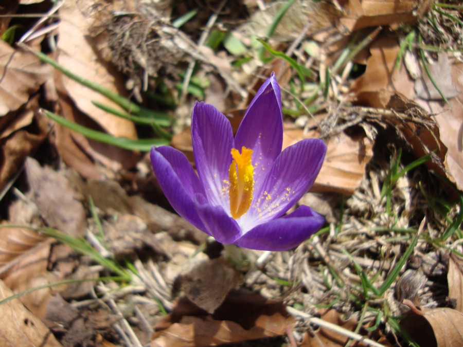 Crocus neapolitanus