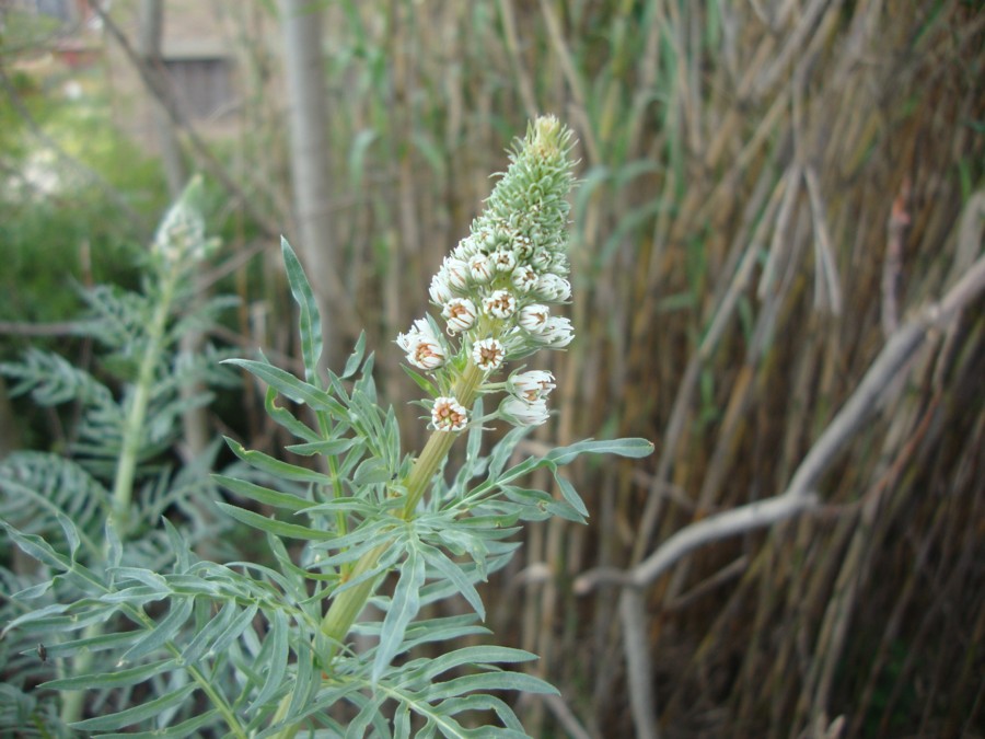 Reseda alba / Reseda bianca