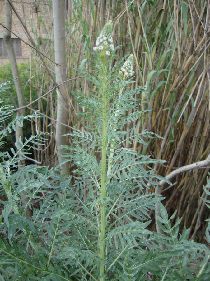 Reseda alba / Reseda bianca