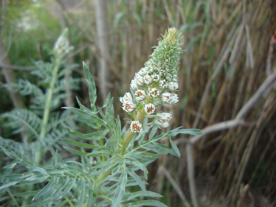 Reseda alba / Reseda bianca