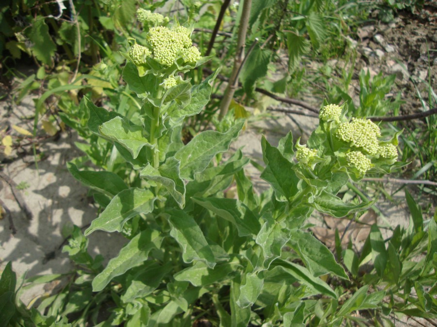 Lepidium draba