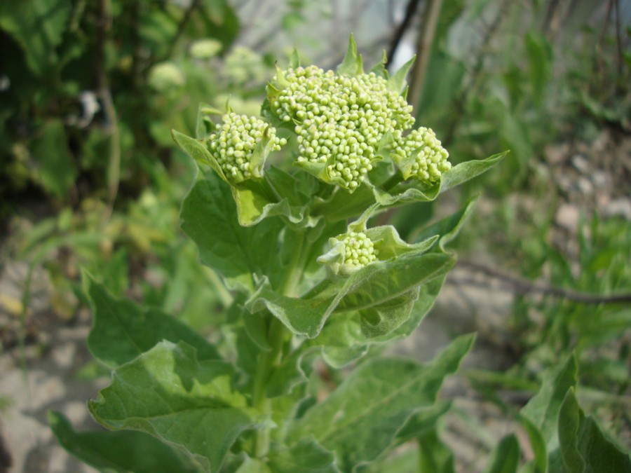 Lepidium draba