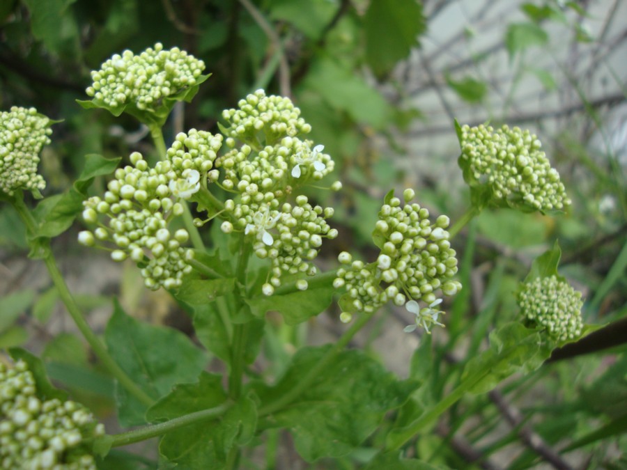 Lepidium draba