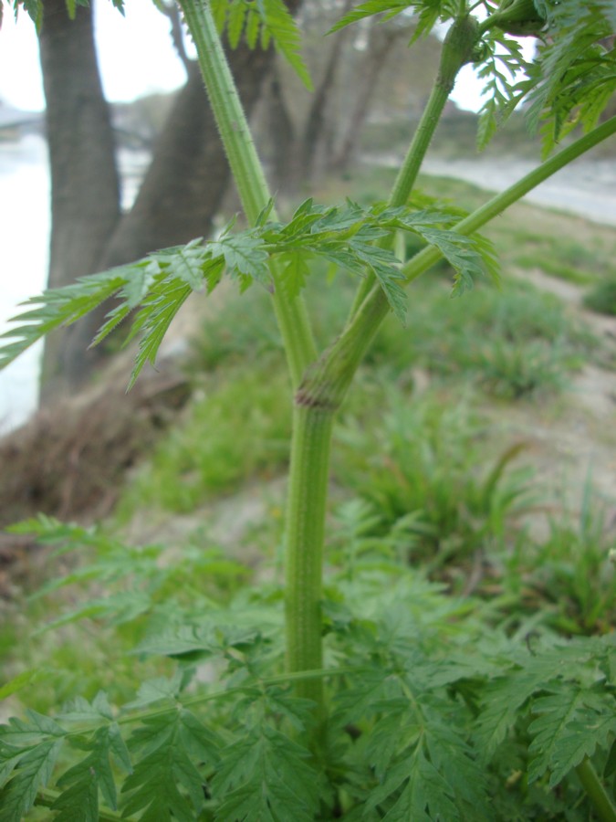 Anthriscus cerefolium ?