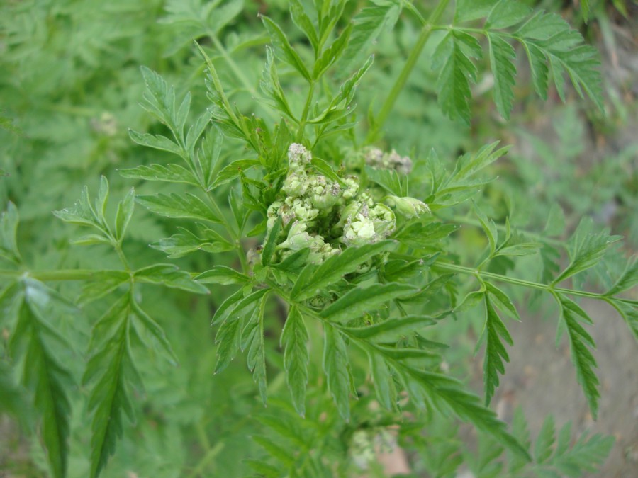 Anthriscus cerefolium ?