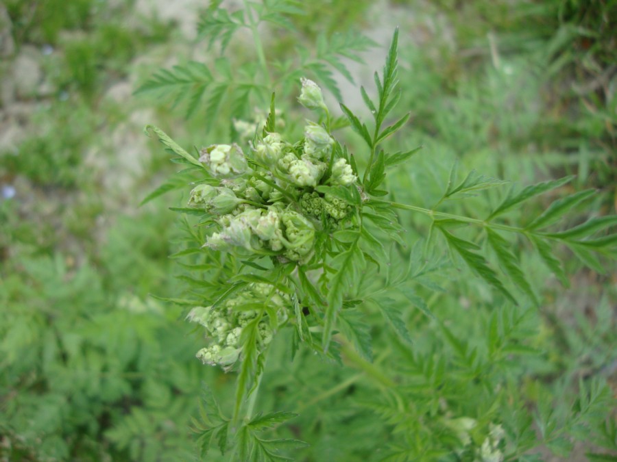 Anthriscus cerefolium ?