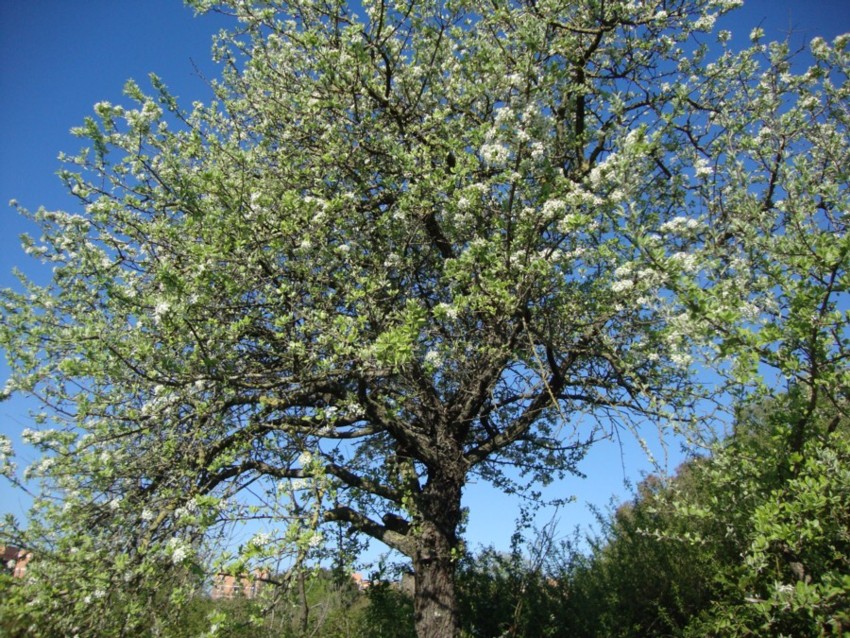 Pyrus communis / Pero domestico