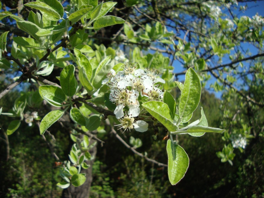 Pyrus communis / Pero domestico