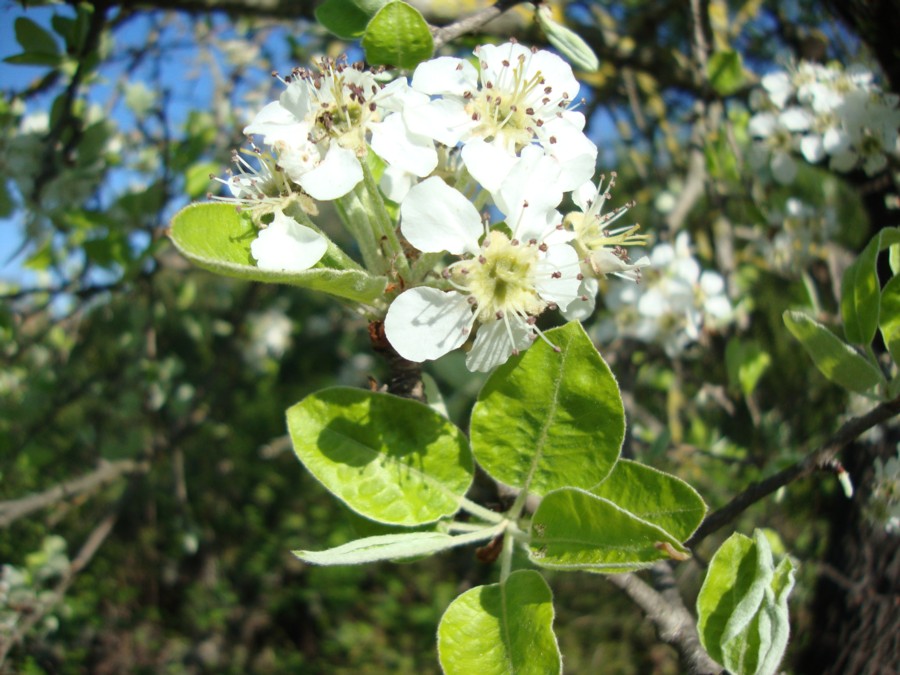 Pyrus communis / Pero domestico