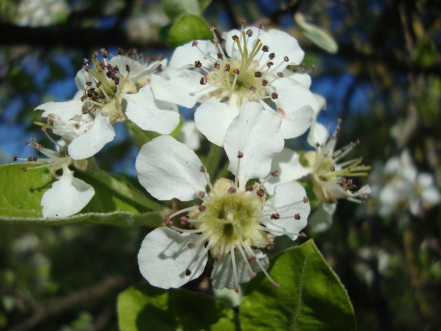 Pyrus communis / Pero domestico