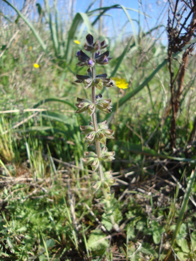 Salvia verbenaca